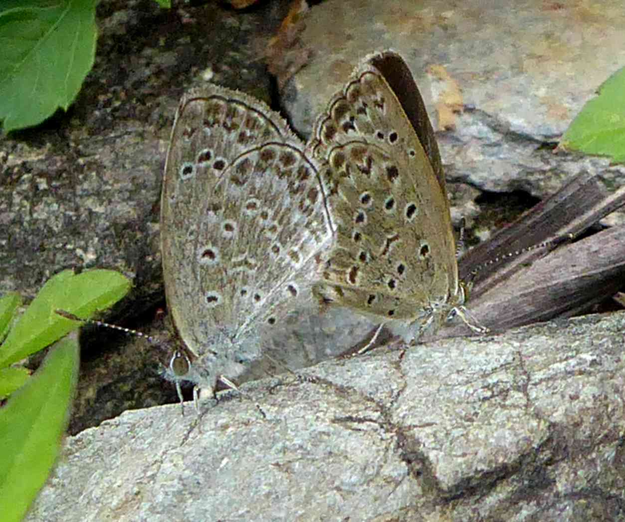 Zizeeria maha okinawa Zizeeria maha okinawa